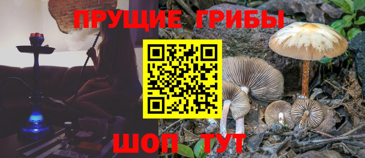 Галлюциногенные грибы Psilocybine cubensis Белогорск